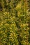 Japanese plum-jew Cephalotaxus harringtonii Korean Gold, with greenish-yellow leaves